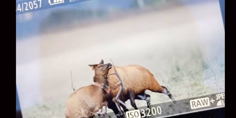 Watch: Nature Photographer Captures Rutting Bull Elk Goring a Cow Elk to Death with Its Antlers