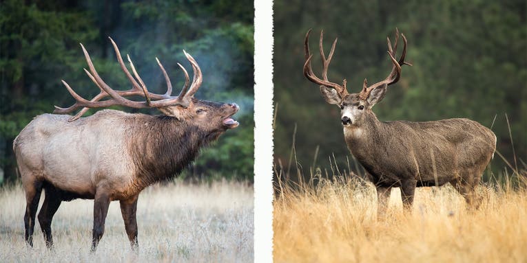 Elk vs Deer
