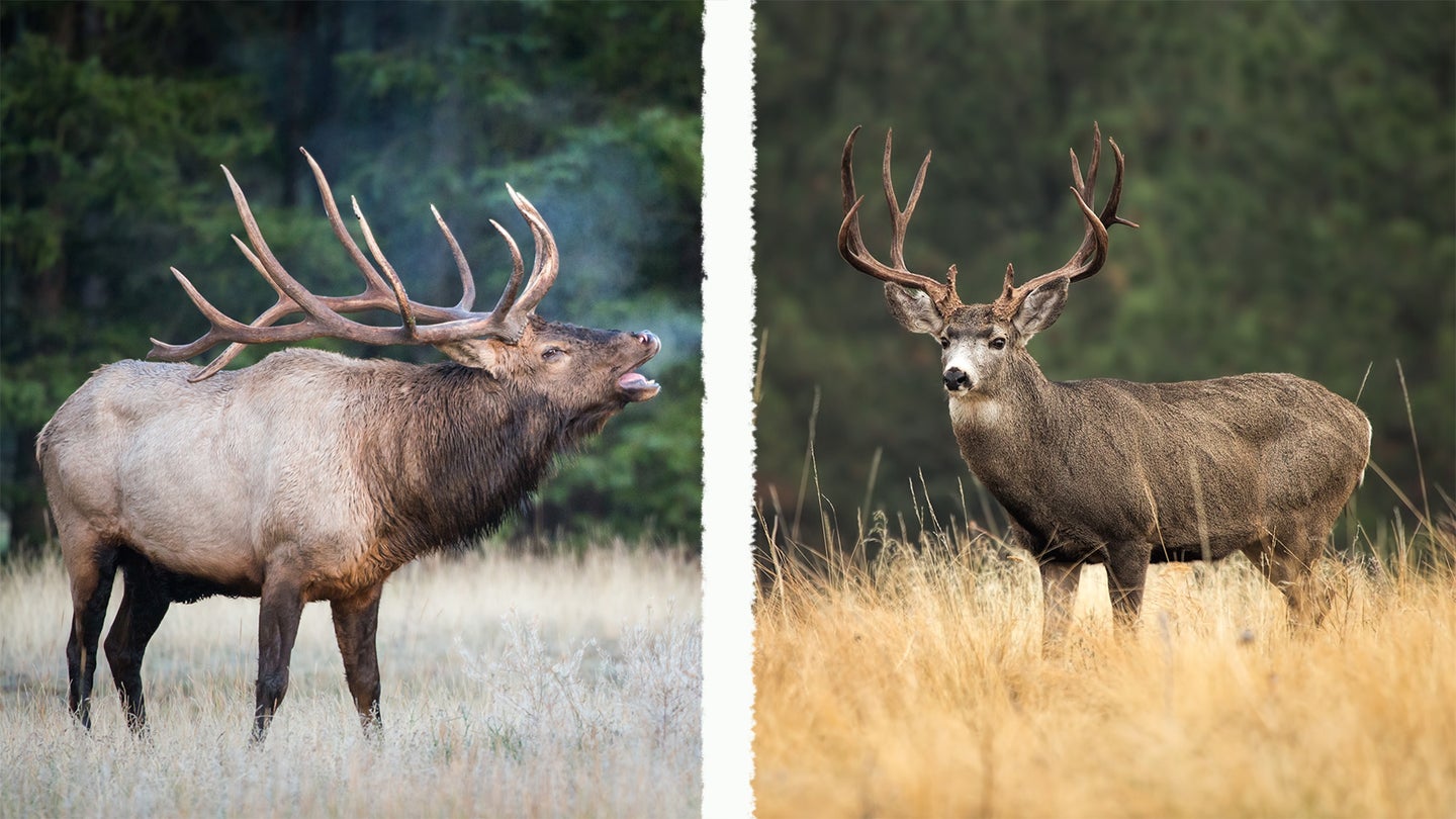 Photo of an elk and a mule deer