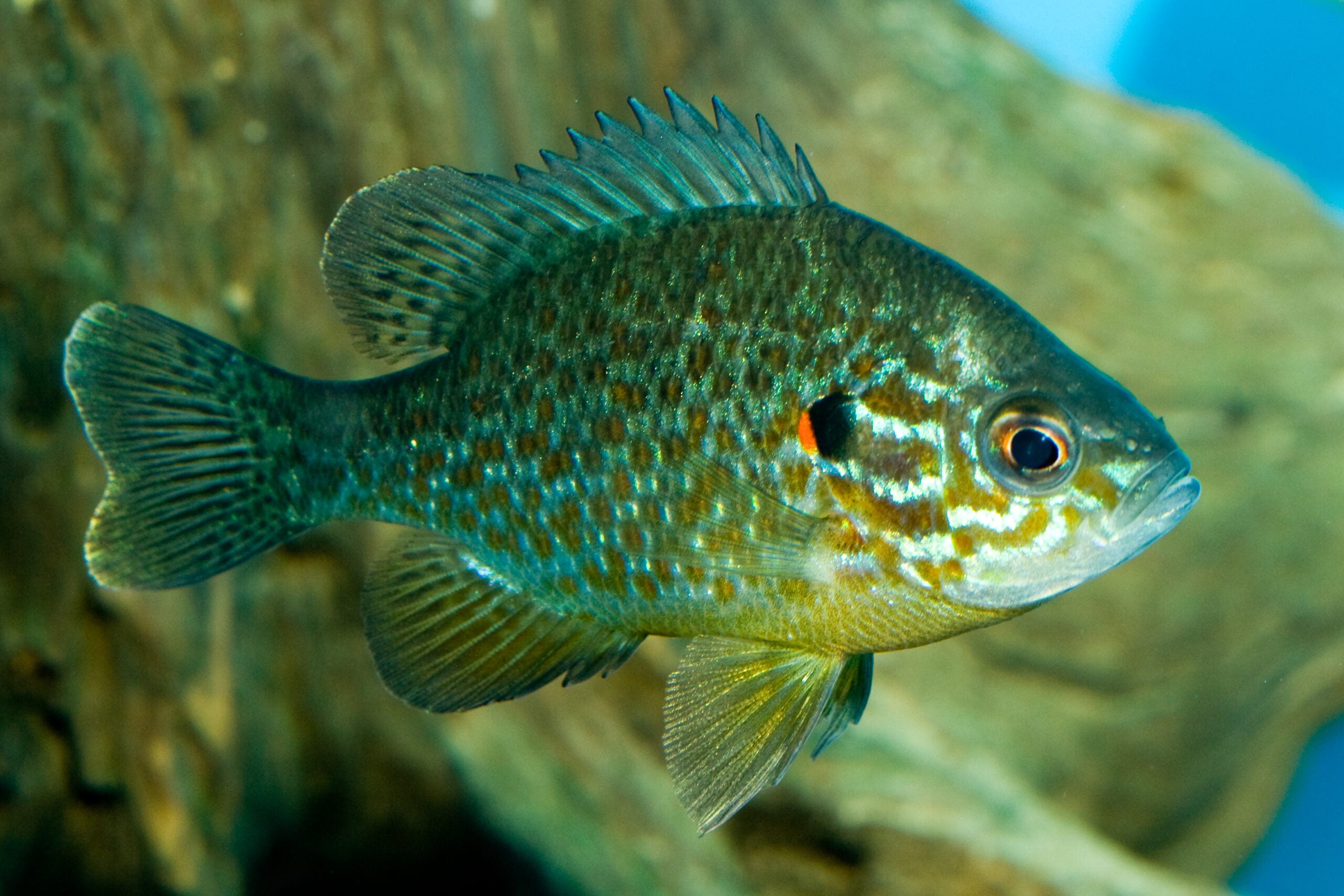 a single pumpkinseed sunfish in the water