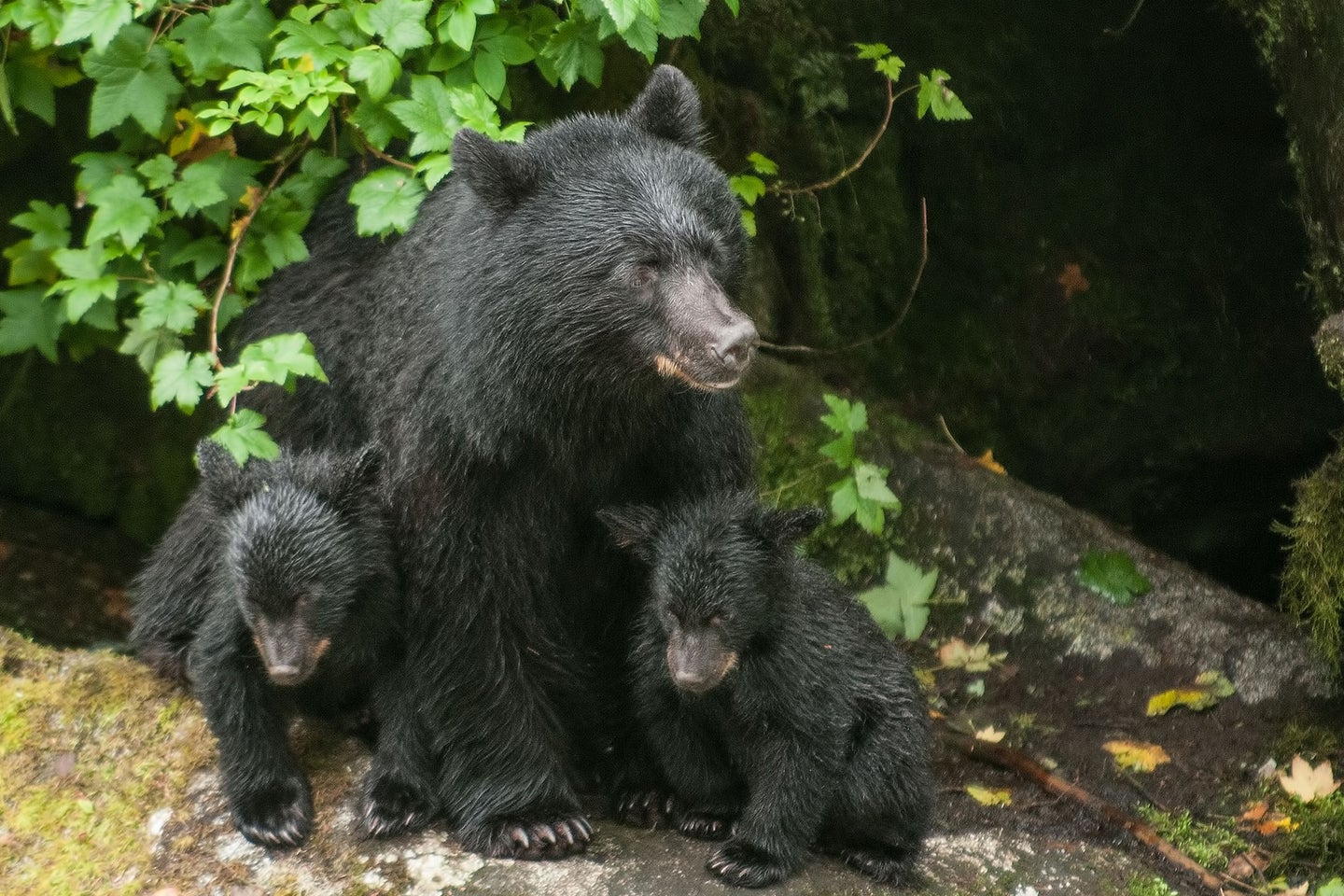 Wildlife managers estimate that Colorado has between 17,000-20,000 bears and that the population is stable and growing. 
