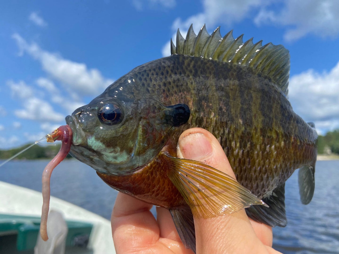Fisherman holds a bluegill sunfish with a worm in its mouth