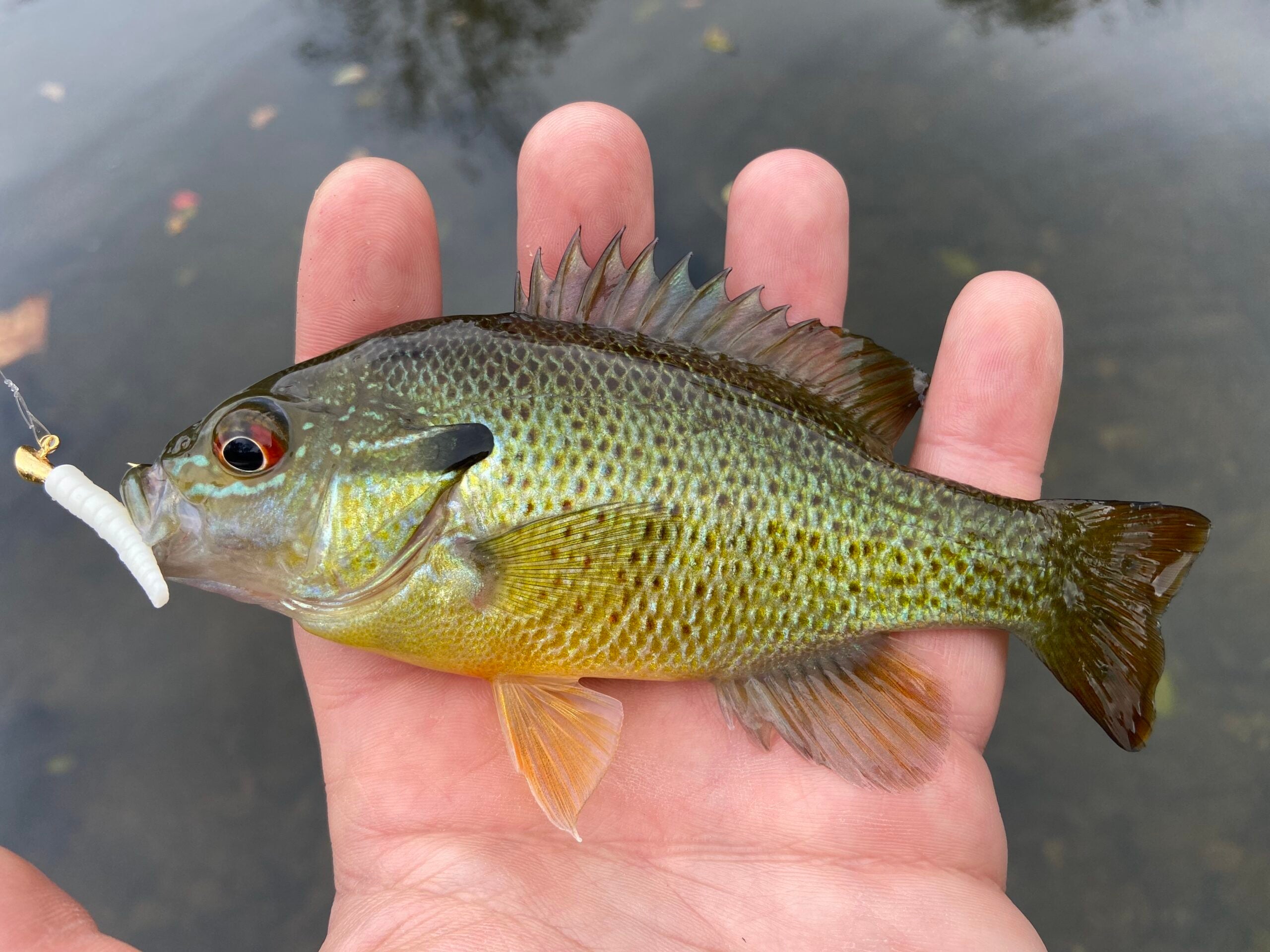 Fisherman holds a green sunfish that ate a jig