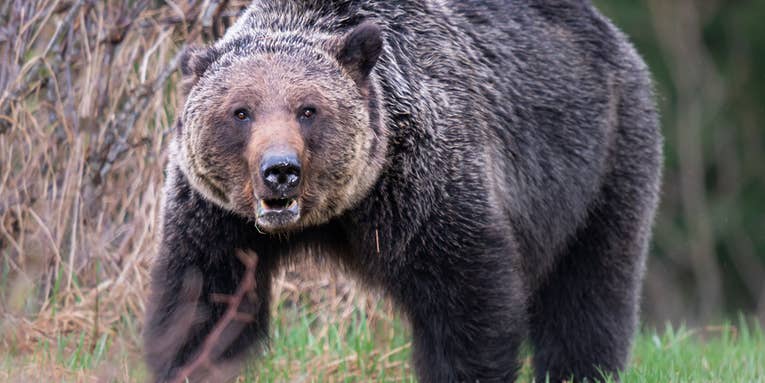 Grizzly Bear Kills Couple and Their Dog in Canadian National Park