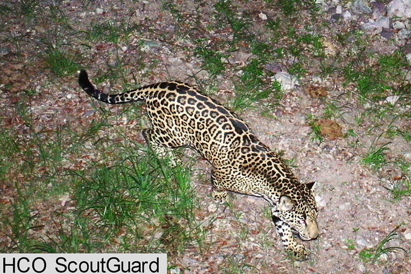 A male jaguar was photographed in Arizona's Santa Rita Mountain in 2015. 