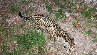 Federal Officials Capture Rare Photos of a Jaguar Crossing the U.S.-Mexico Border