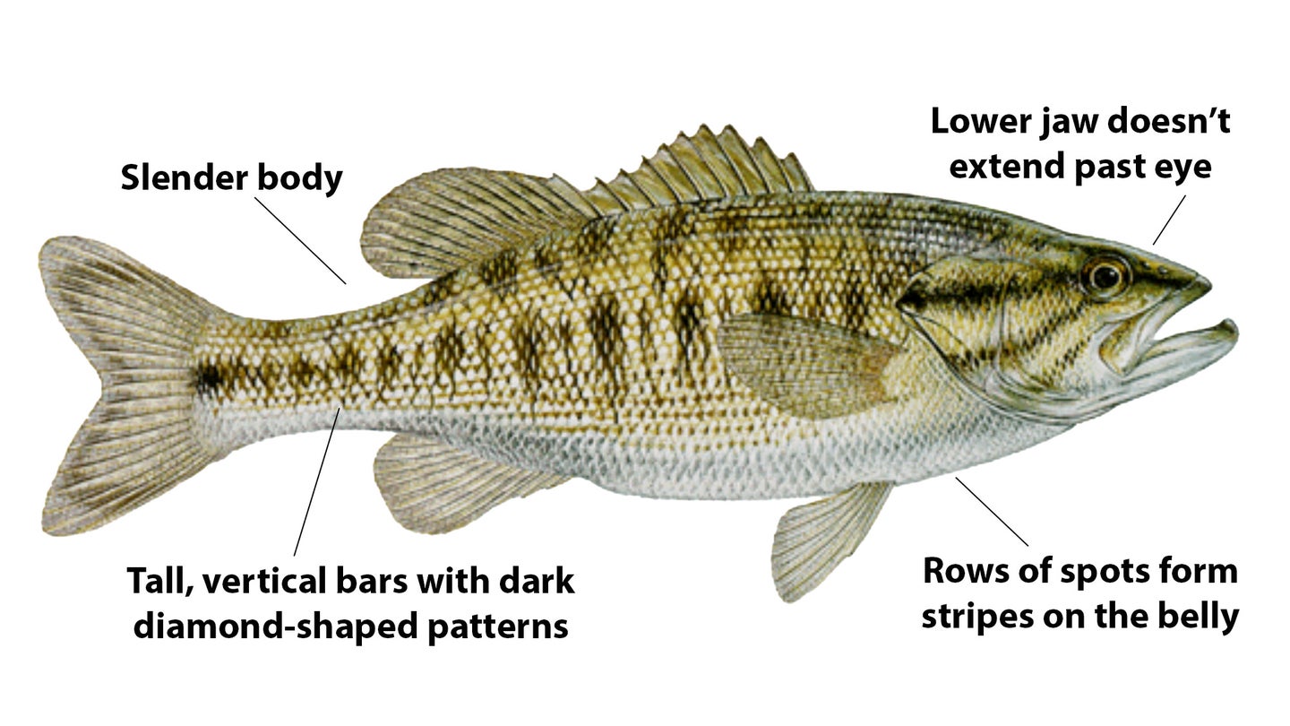 Illustrated image of a Guadalupe bass