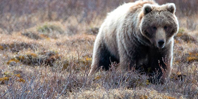 Hunter Shoots and Kills Charging Grizzly Bear in Yet Another Self Defense Encounter in Idaho