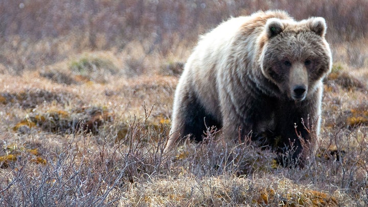 Hunter Shoots and Kills Charging Grizzly Bear in Yet Another Self Defense Encounter in Idaho