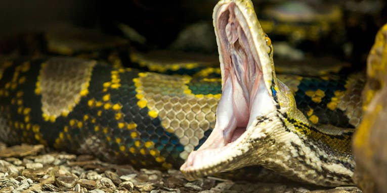 A 13-Foot Cat-Eating Python is on the Loose in an Oklahoma Trailer Park