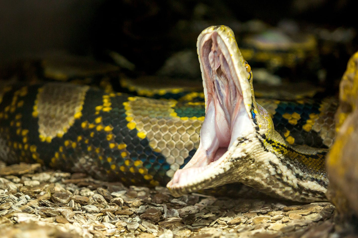 Reticulated python are native southern Asia. 