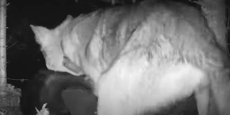 Watch Rare Footage of a Wolf Killing a Beaver and Carrying Off Its Head
