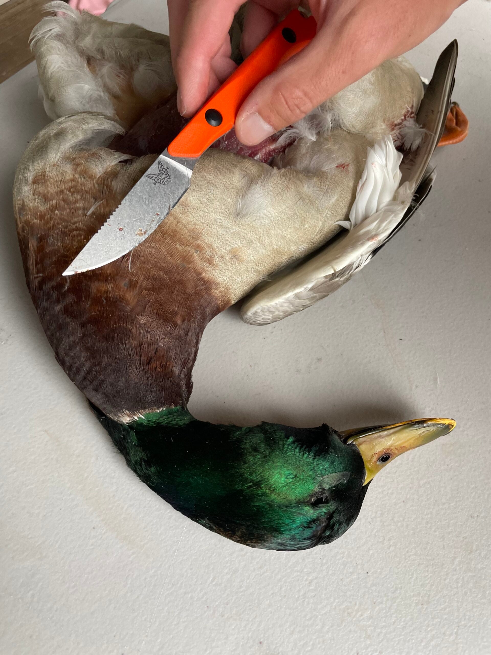 The Benchmade Flyway was made to clean waterfowl and other game birds.
