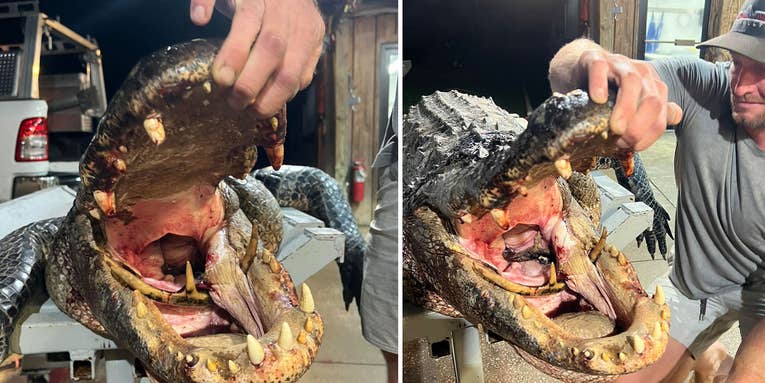 South Carolina Hunters Bag 11-Foot Gator with Deer Antler Stuck in Its Mouth