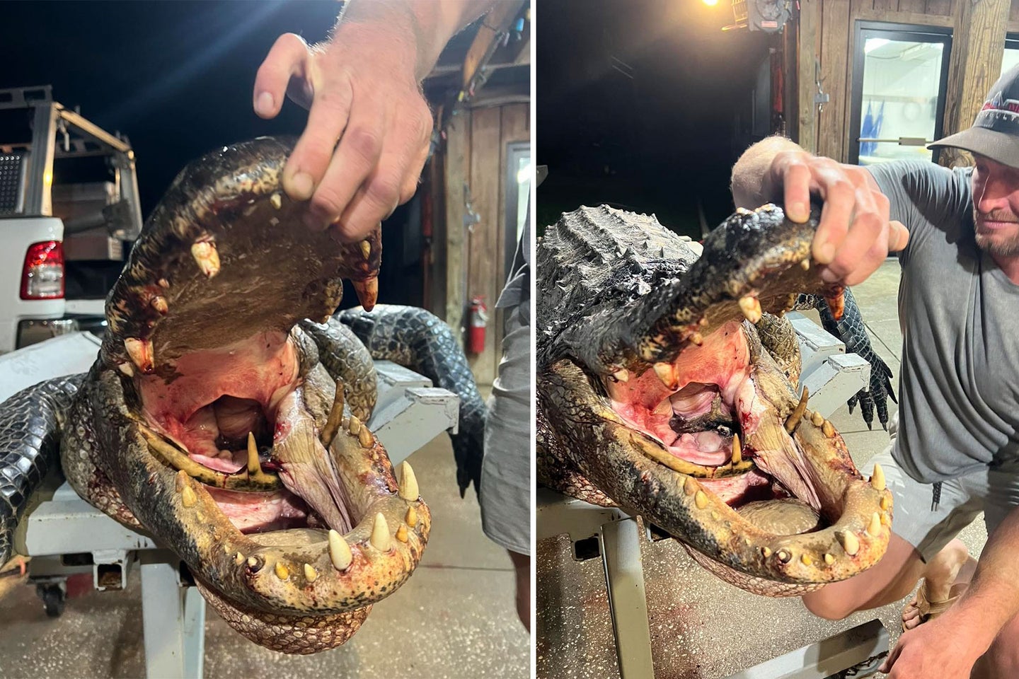 Mouth of an alligator with a whitetail deer antler in its mouth