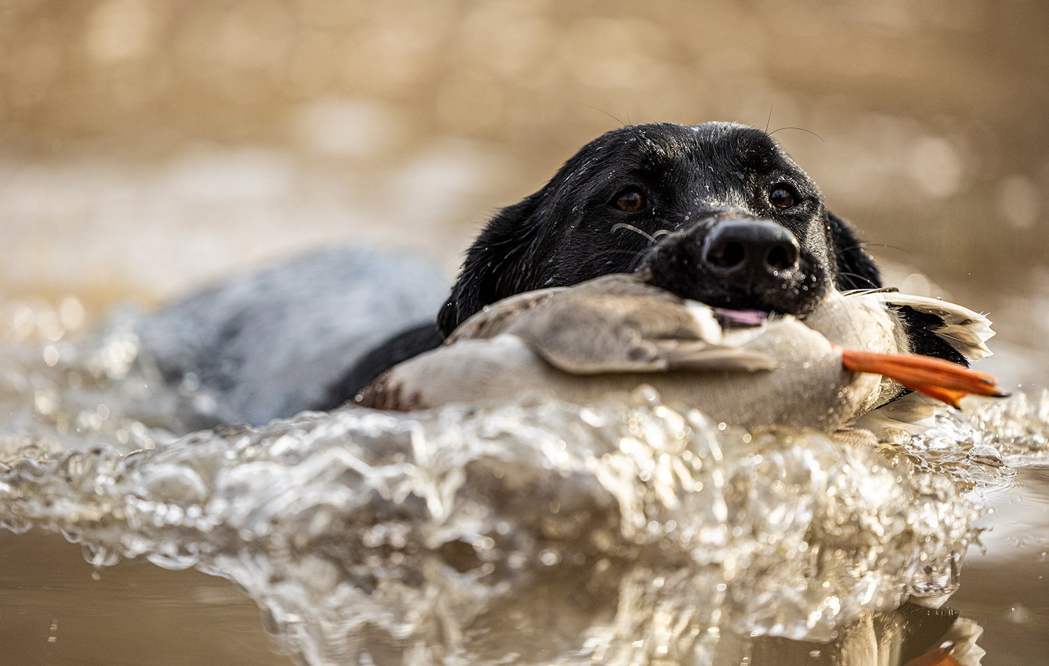 black lab swims back holding duck in its mouth