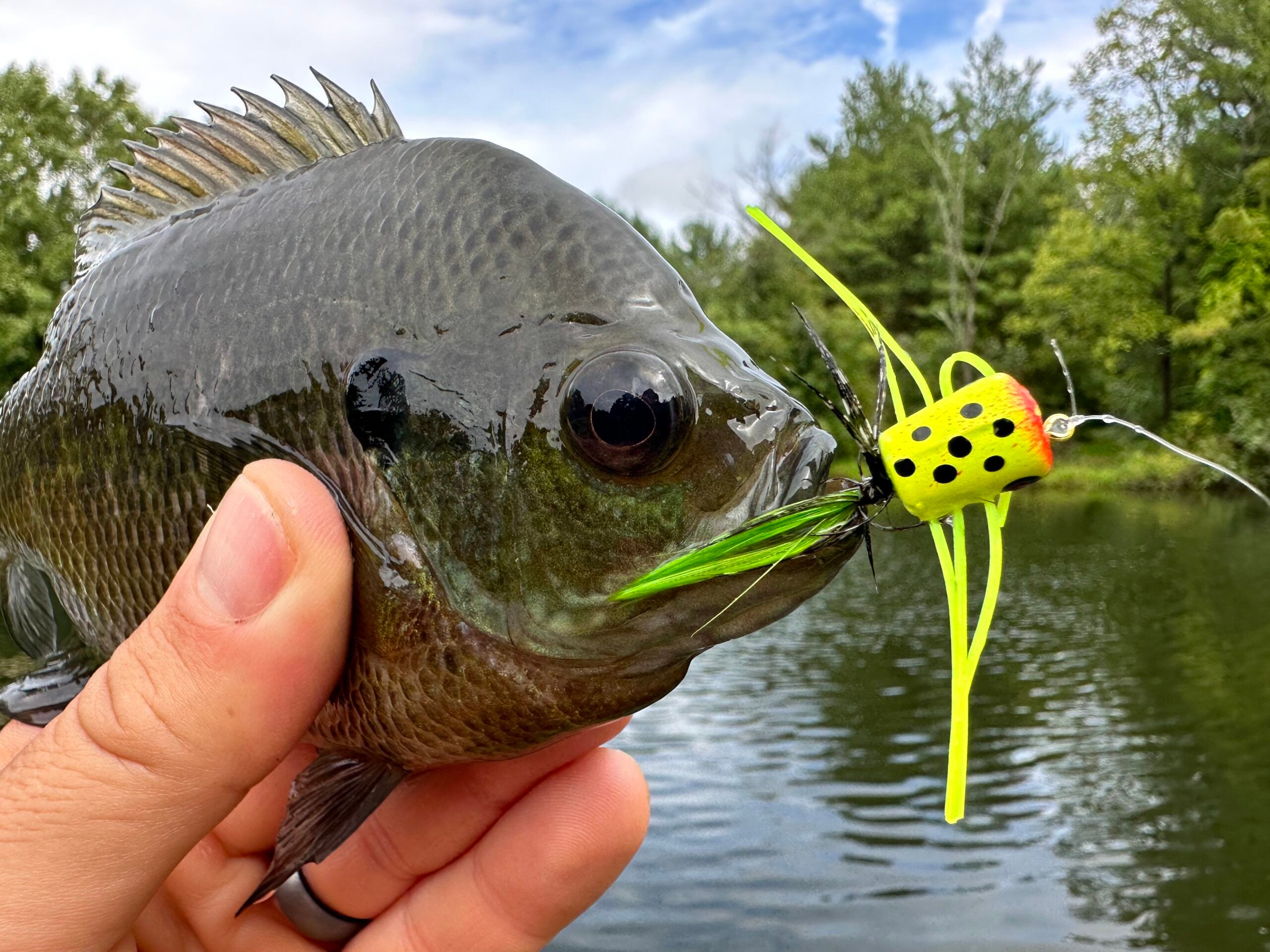 a bluegill with a panfish popper fly in its mouth