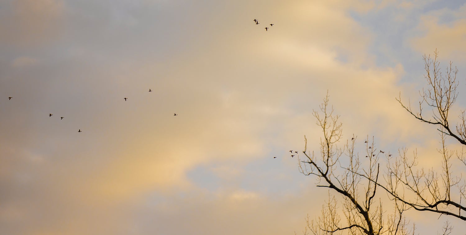 ducks are silhouetted flying across clouds and sky high above trees