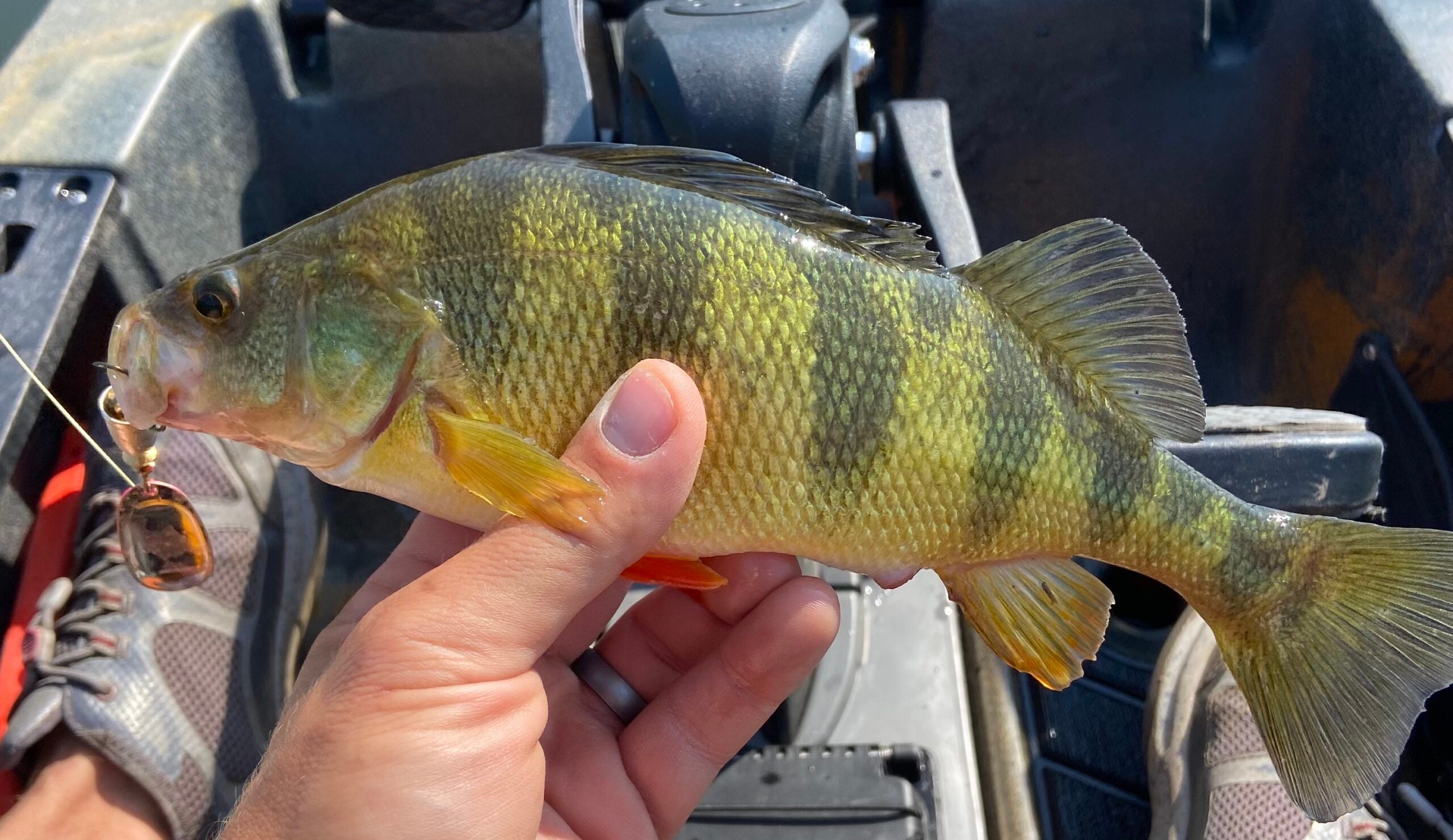 fisherman holds a yellow perchâa popular freshwater fish.