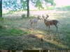 trail camera photo of Epperson's big Kentucky buck