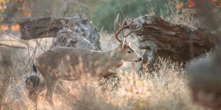 A California Nature Conservancy Wants to Hire Aerial Sharpshooters to Kill Nearly 2,000 Deer