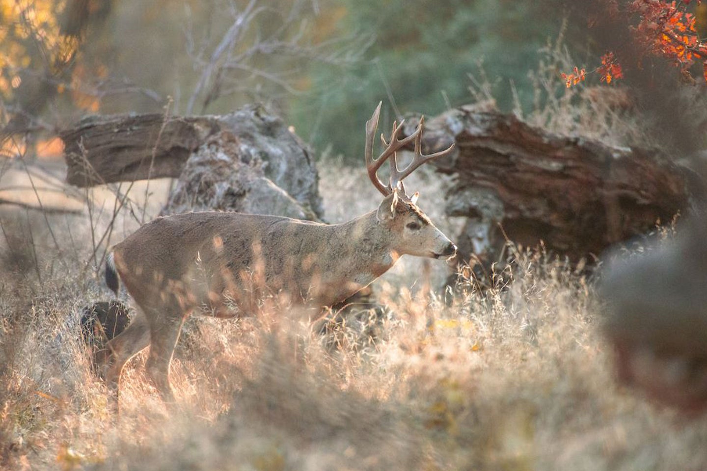 Santa Catalina Island's first mule deer hunting season was established in 1949. 