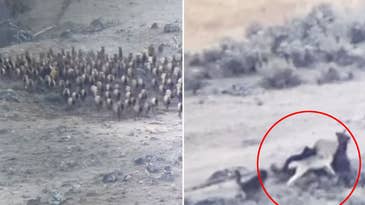 Watch: Wolf Pack Chases Hundreds of Stampeding Elk Before Taking Down a Cow
