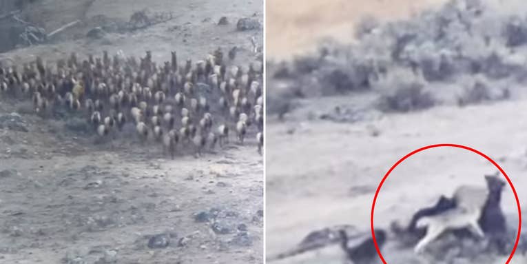 Watch: Wolf Pack Chases Hundreds of Stampeding Elk Before Taking Down a Cow