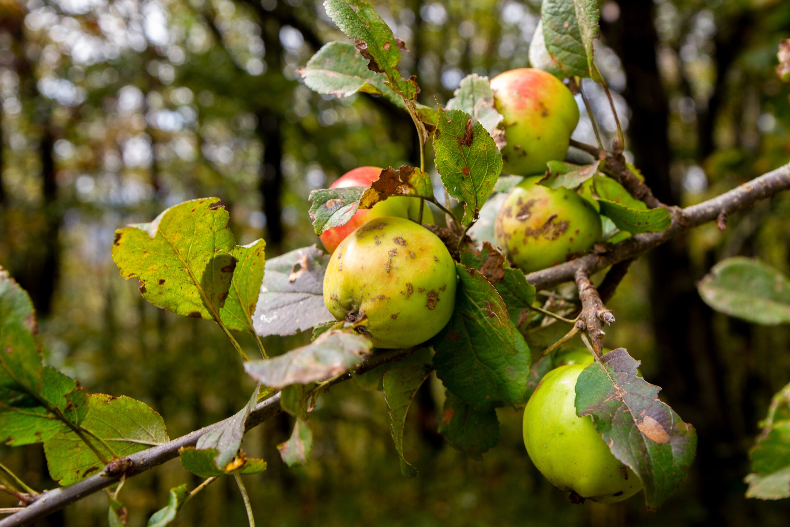 apples on the branch of a wild apple tree