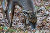 a deer eating acorns during the October lull