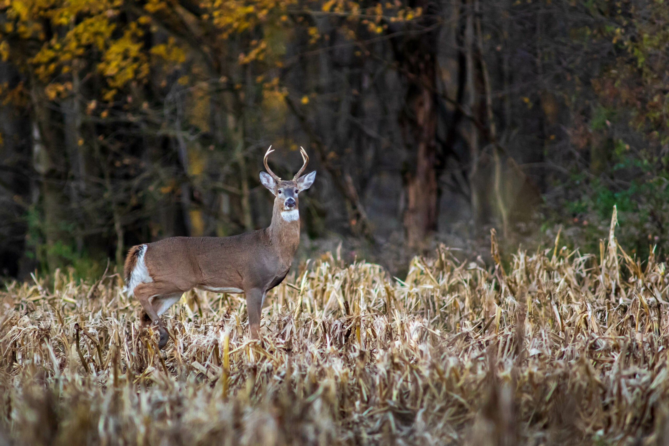 deer eating corn in a fall field
