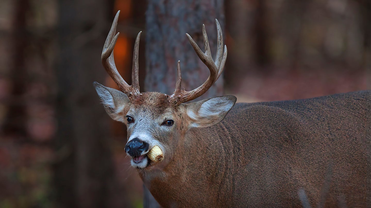 Do Old Whitetail Does Go “Dry?”