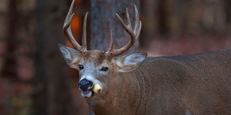 What Do Deer Eat? Top 20 Favorite Foods