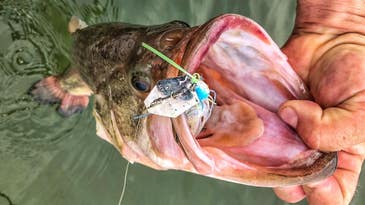 What is a Chatterbait? It’s One Hot  Bass Lure