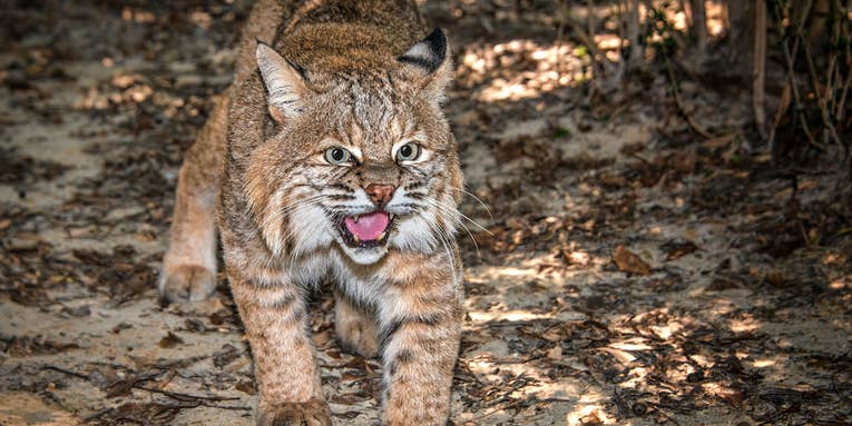Bobcat Attacks Two Children in Georgia, Seriously Injures One