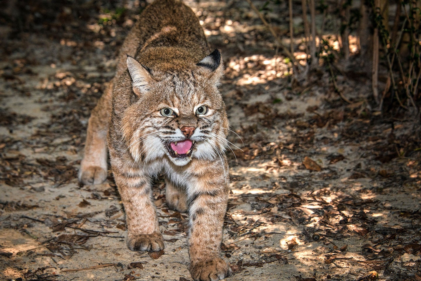 The bobcat's native range extends throughout the entire Peach State. 