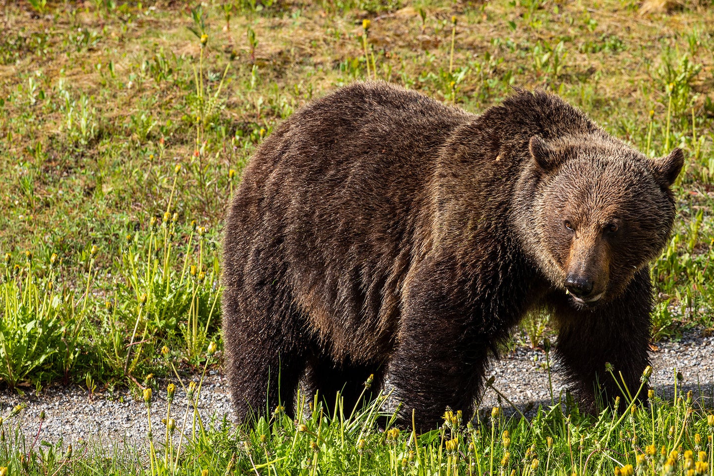 Banff National Park is home to approximately 60 grizzlies. 