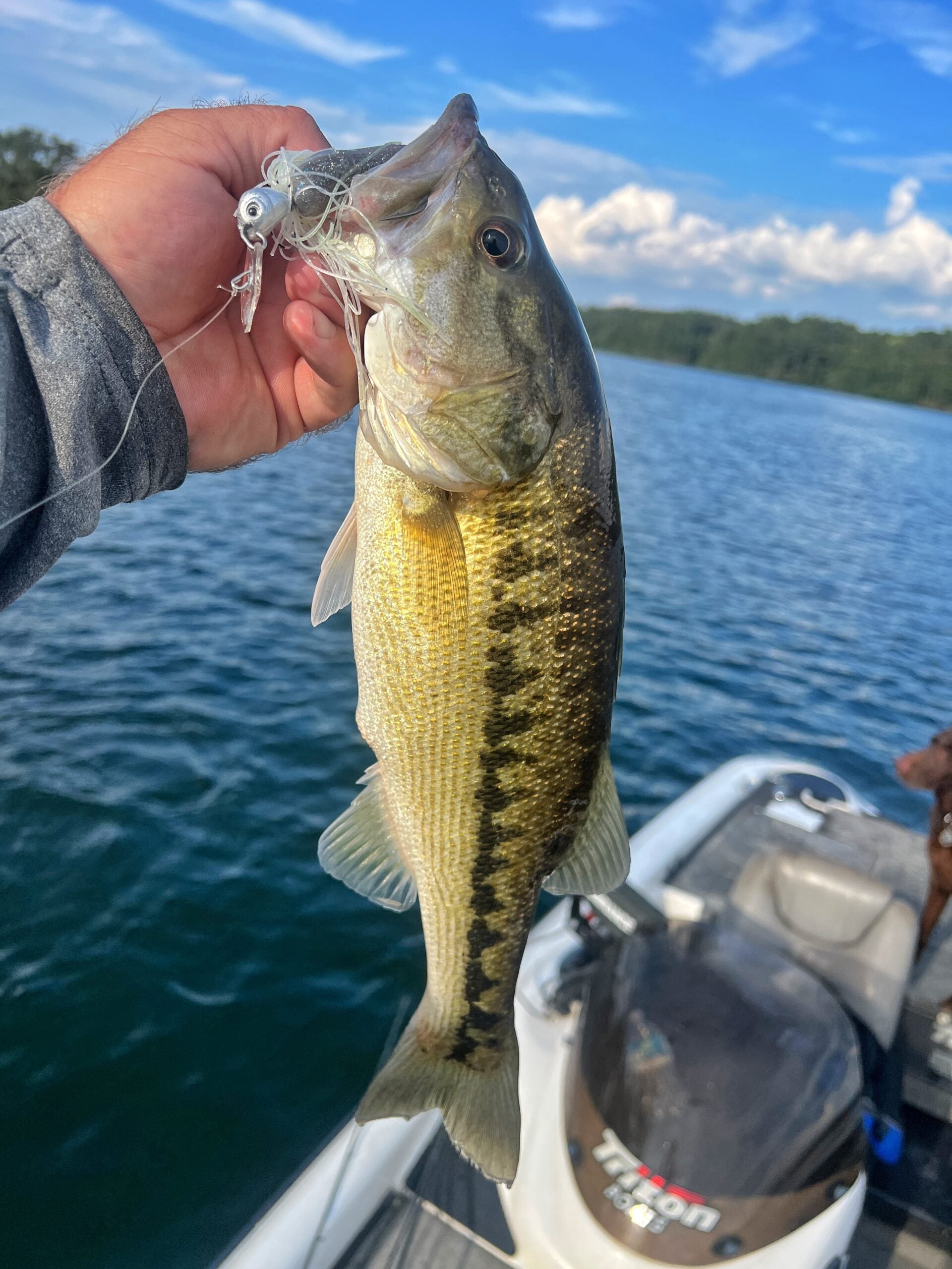 a nice bass caught on a chatterbait