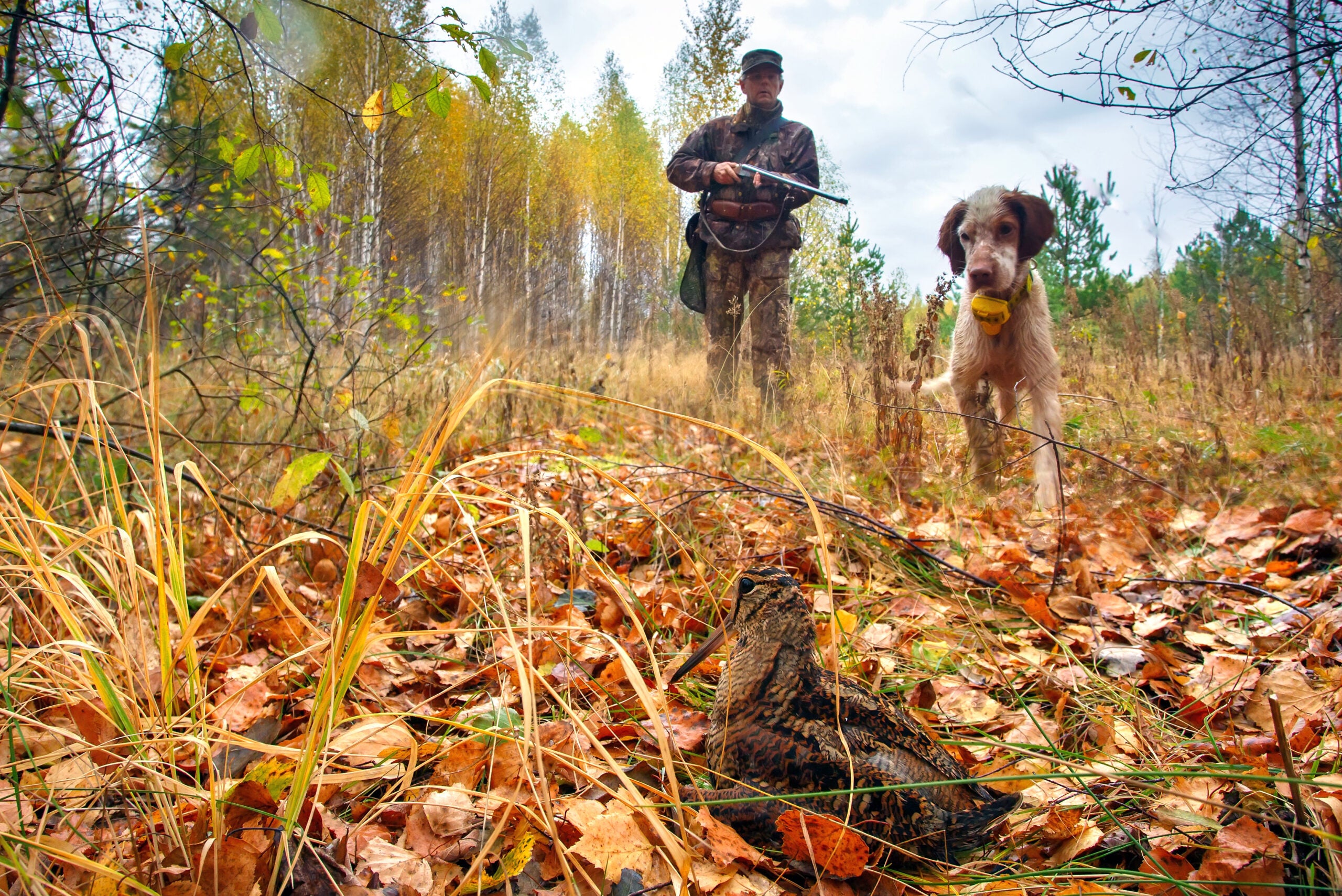 a hunter and his dog find a woodcock hunkered on the forest floor