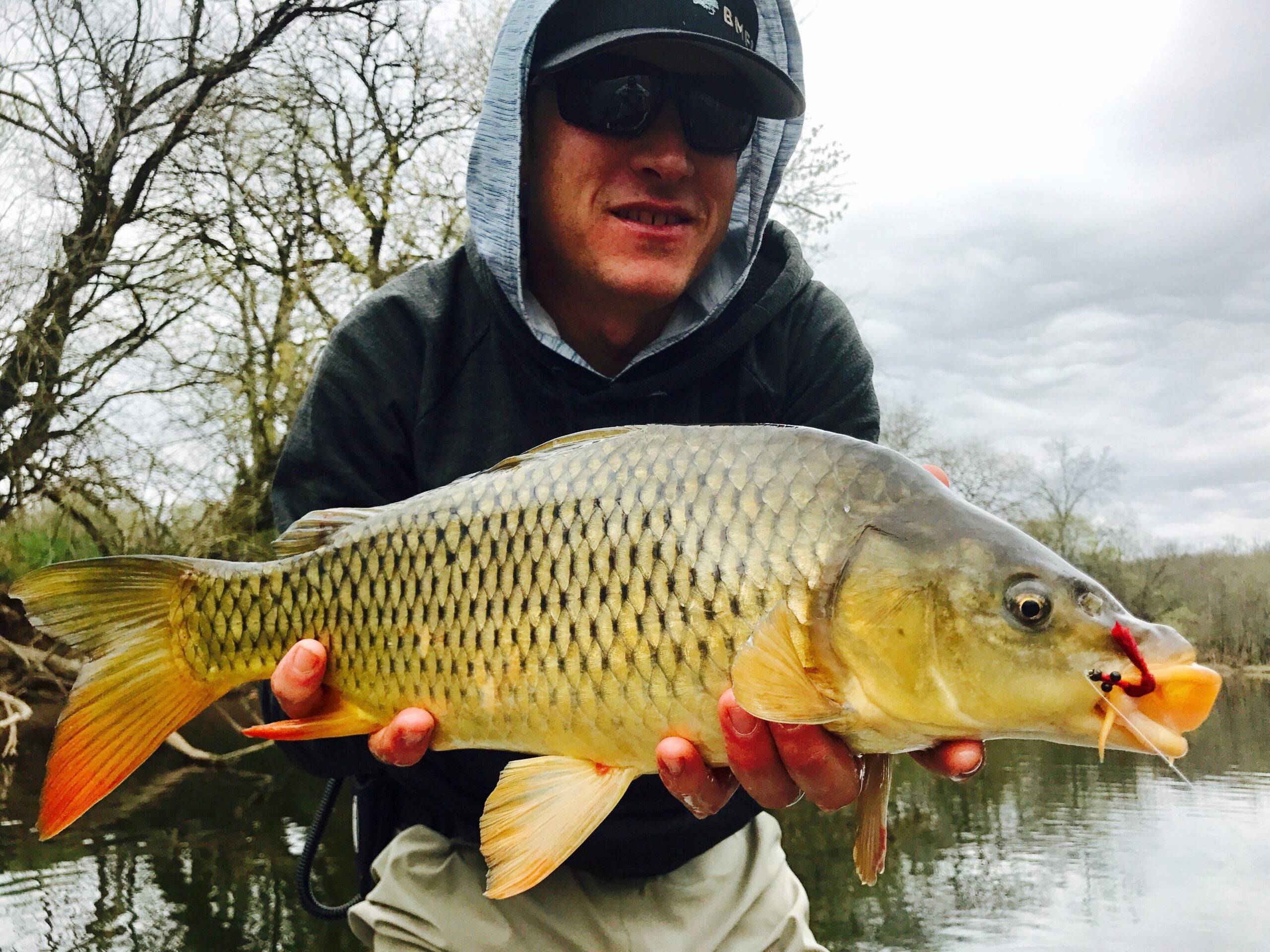 fly angler with a carp caught on a worm fly