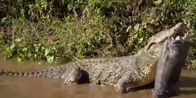 Watch a Monster Crocodile Eat a Hippo in Africa