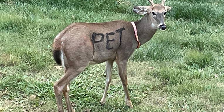 Deer Wearing a Dog Collar and Painted with the Word “PET” Causes a Stir in Rural Missouri