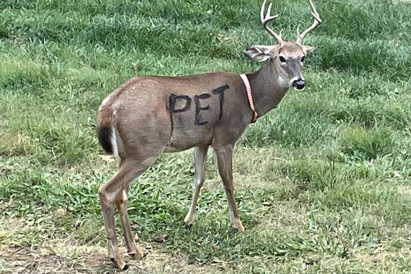 Conservation officials warned against the hazards of keeping wild whitetail as pets.