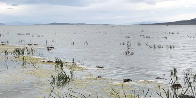 Utah Warns Waterfowl Hunters After Thousands of Birds Die from Disease Outbreak in the Great Salt Lake