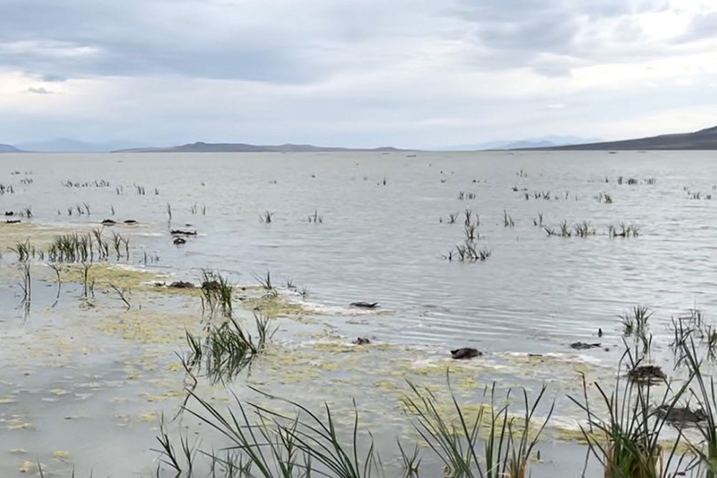Most of the dead birds were found at migratory bird refuges in the Bear River and Willard Bays. 