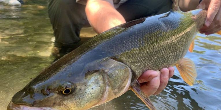 An Angler Earned Over $100,000 Catching an Unwanted Species of Fish this Summer