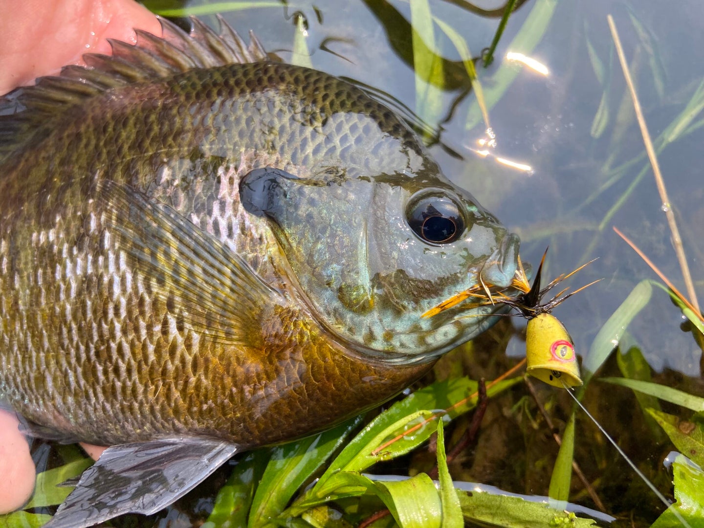 A bluegill that ate a popper fly on a pond