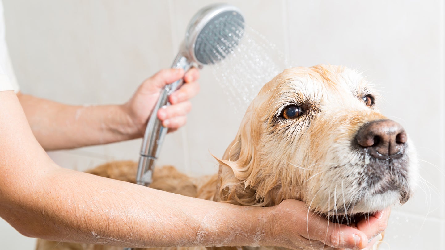 Photo of a dog getting a bath after being sprayed by a skunk