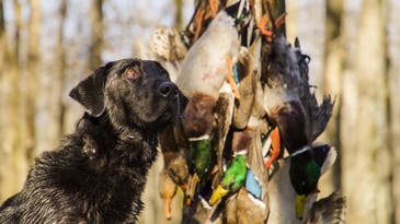 The 18 Best Deals at Cabela’s Waterfowl Hunting Sale