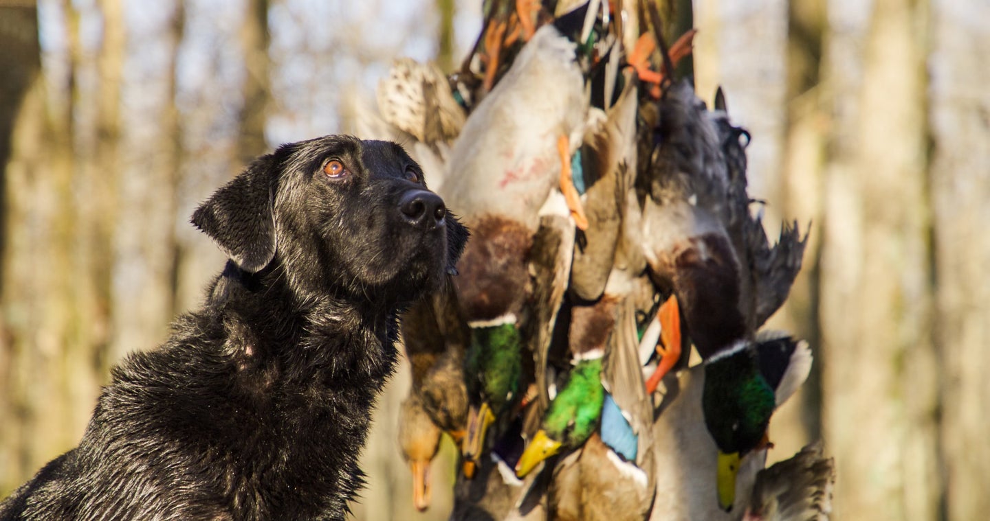 hunting dog in timber with a strap of mallards hanging from the tree